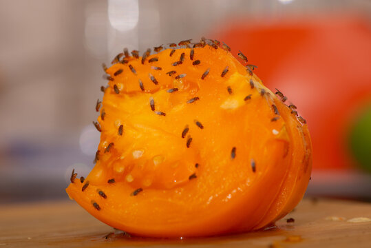 Fruit Fly Infestation Swarm on Cut Orange Tomato. Close-up photograph of a large swarm of fruit flies, Drosophila, covering the exposed flesh of a fruit, illustrating a severe kitchen infestation.