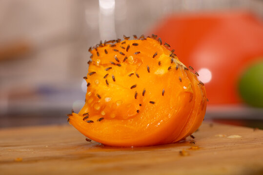 Fruit Fly Infestation Swarm on Cut Orange Tomato. Close-up photograph of a large swarm of fruit flies, Drosophila, covering the exposed flesh of a fruit, illustrating a severe kitchen infestation.