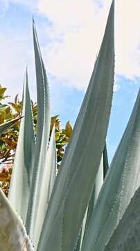 Close up of agave plant leaves in san luis potosi, mexico