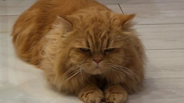 Cat sitting quietly on the floor with a serious expression in a room with light-colored tiles
