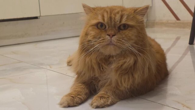 Large orange cat relaxes on floor in a home setting