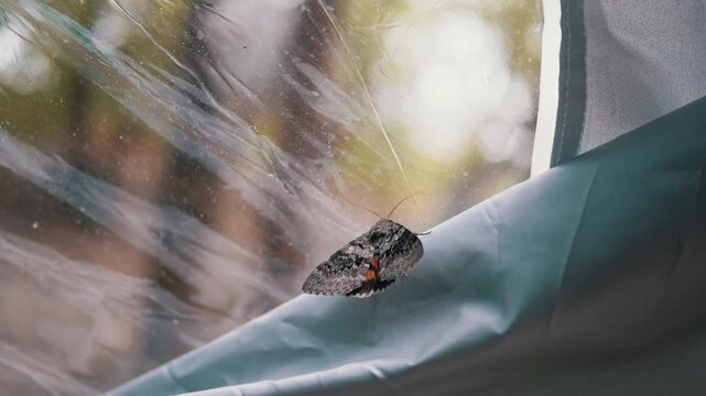Catocala moth perches quietly against clear plastic and blue tent fabric in bright daytime light. Detailed macro view provides biological insight for nature and camping edits.