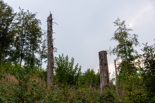Forest dieback shows rotten trees and dying forest as natural desaster and global warming consequence. Pest infestation in forest and reforestation regulation measures needed to protect climate change