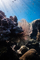 Backlit sea fan gorgonian illuminated by sunlight on tropical coral reef in ocean. © PIPE DIVE UNDERWATER