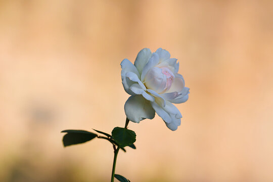 Die sch&ouml;nste wei&szlig;e Rose im Garten bl&uuml;ht noch einmal, soft Hintergrund, gro&szlig;e Blende freigestellt