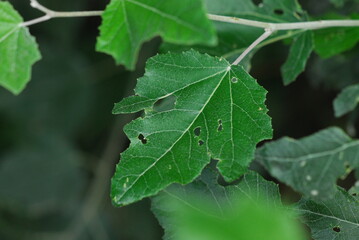 Obraz premium Populus alba