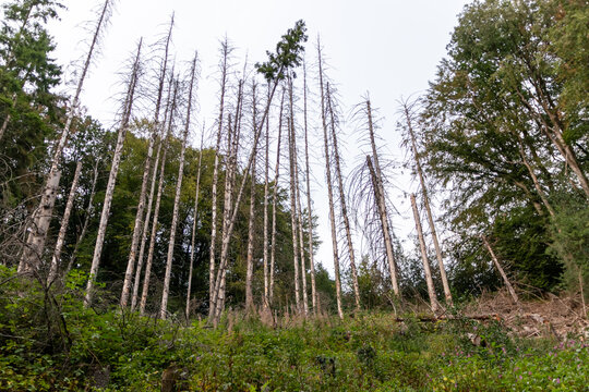 Forest dieback shows rotten trees and dying forest as natural desaster and global warming consequence. Pest infestation in forest and reforestation regulation measures needed to protect climate change