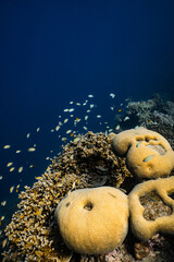 Golden brain coral and staghorn coral with small reef fish in deep blue ocean. © PIPE DIVE UNDERWATER