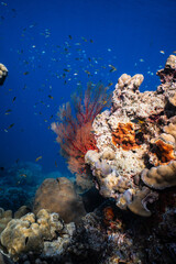 Bright red sea fan gorgonian growing on tropical coral reef in deep blue ocean. © PIPE DIVE UNDERWATER