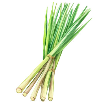 Lemongrass, watercolor vector illustration, high-resolution professional artwork isolated on a pure white background