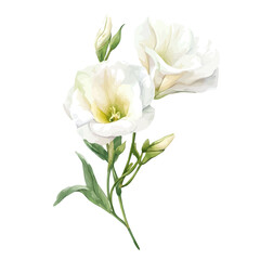 Obraz premium Lisianthus watercolor vector art, beautifully detailed hand-painted illustration isolated on a clean white background