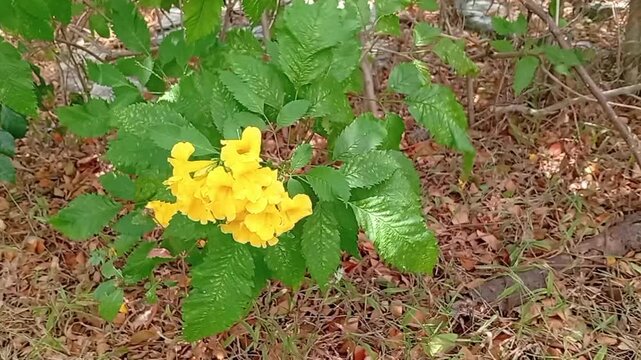 A vibrant yellow elder flowers or Tecoma stans blooming amidst lush green foliage with gentle movement blew by the wind.