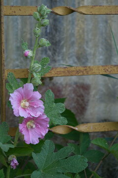 Pink hollyhock plant with blossoms and buds on rustic trellis