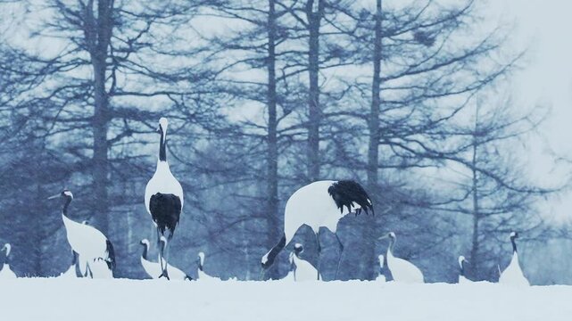 北海道 冬のタンチョウたち