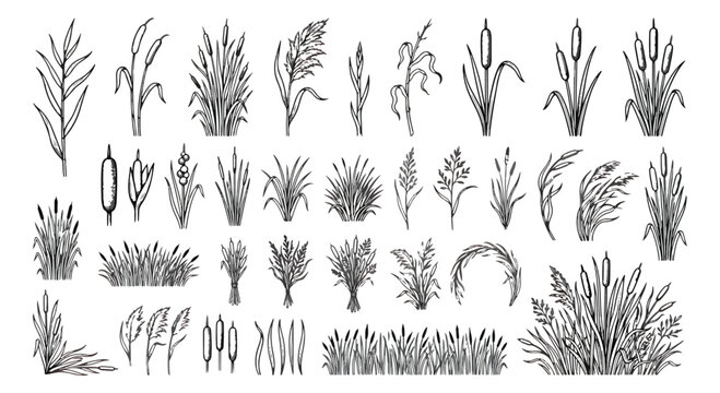 Hand drawn reed and cattail vector set, vintage marsh grass sketches, 33 botanical wetland plant illustrations