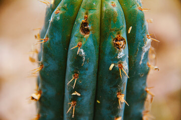 Cactus Nativo © Alex