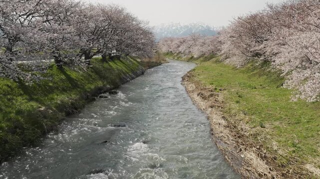 富山県　あさひ舟川の桜