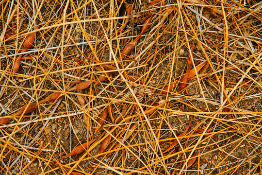 Textura hojas