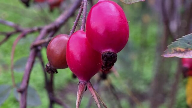 Ripe rose hips growing on bushes in a garden during late summer