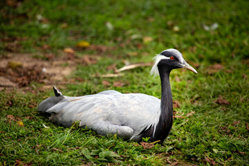 Fototapeta premium A beautiful crane sits in the green grass on a bright sunny day. Animals, birds, ornithology, ecology.