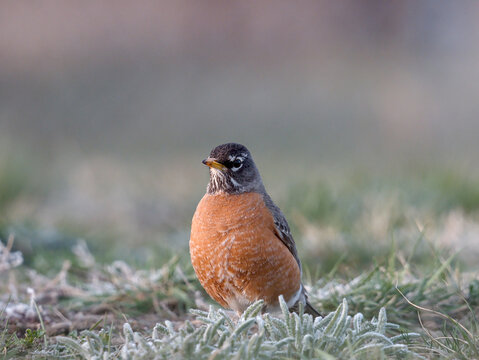 Spring Robin Foraging on Frosty Ground