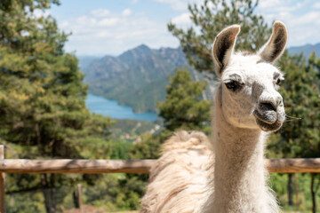 Fototapeta premium Close-up portrait of a fluffy llama with scenic mountain lake reservoir in the background. Authentic European agritourism concept, eco-friendly animal farm, and rural lifestyle in Catalonia, Spain