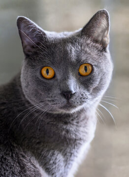 Portrait rapproch&eacute; d'un chat Chartreux aux yeux orange