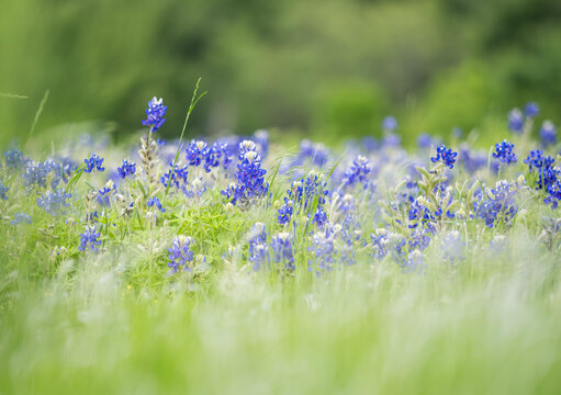 Dallas Blue Bonnet - Texas bluebonnets are blooming everywhere from city to country side.