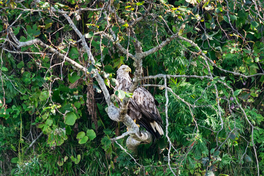 White-tailed eagle (Haliaeetus albicilla) sitting on a brunch of alder tree, Kunashir Island