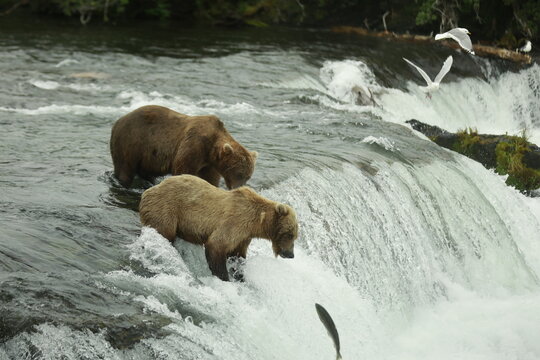 brown bear in the river