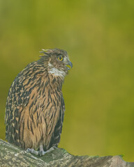 Obraz premium A Tawny Fish Owl