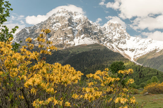 Yellow wildflowers with snowy mountain peaks