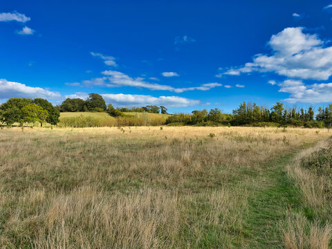 Scenic Countryside Field with Green Trees Under a Blue Sky and White Clouds