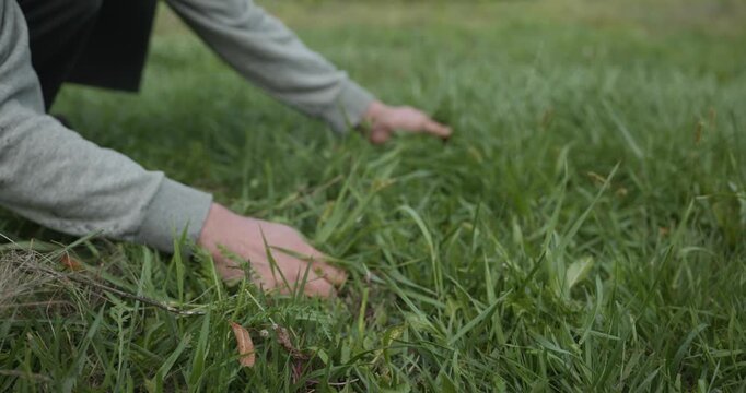 Close-up male hands pull out weed in backyard. 4K 10-bit