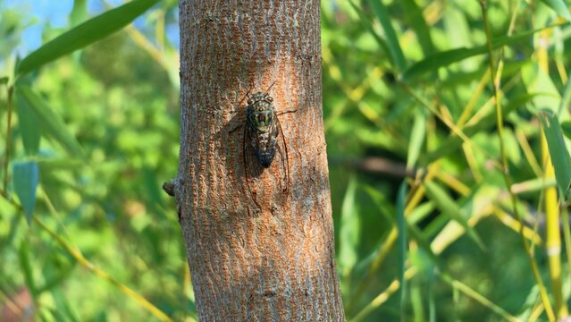 Cicadas on the tree