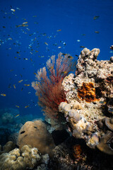 Bright red sea fan gorgonian growing on tropical coral reef in deep blue ocean. © PIPE DIVE UNDERWATER