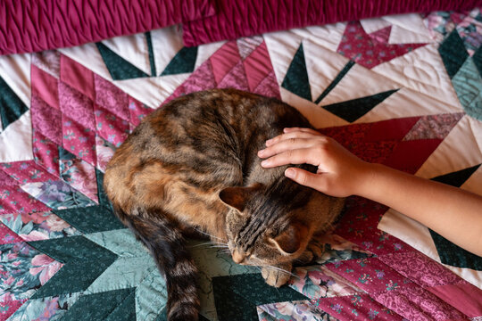 Child Petting Tabby Cat