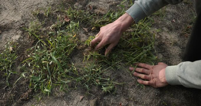 Close-up male hands pull out weed in backyard. 4K 10-bit