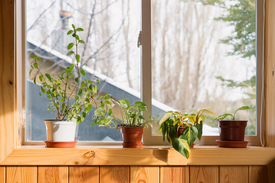 Houseplants on Sunny Windowsill