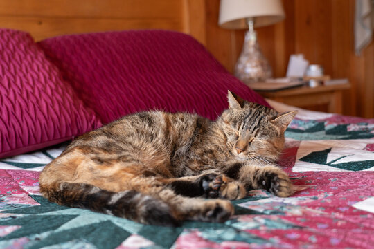 Sleeping Tabby Cat on Quilt