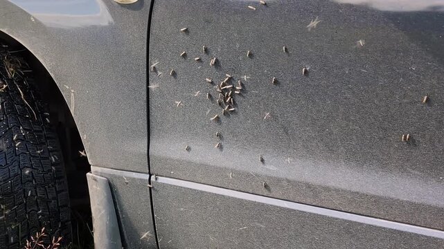 Mosquitoes densely gather on the side door of a gray vehicle, seemingly mistaking the car for a cow. The insects cluster close together, creating an unusual visual effect on the car surface.