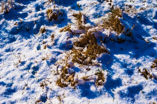 Brown grass sprouts through fresh white snow