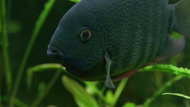 Cichlasoma Severum Cichlid Swimming with Fry in Aquarium 