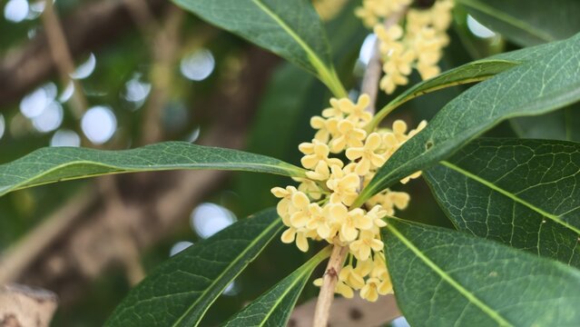 Osmanthus flowers on the tree