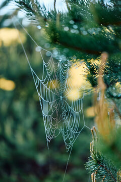 Spider Web Hangs on a Tree