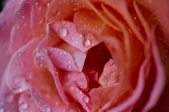 Pink Rose With Water Droplets