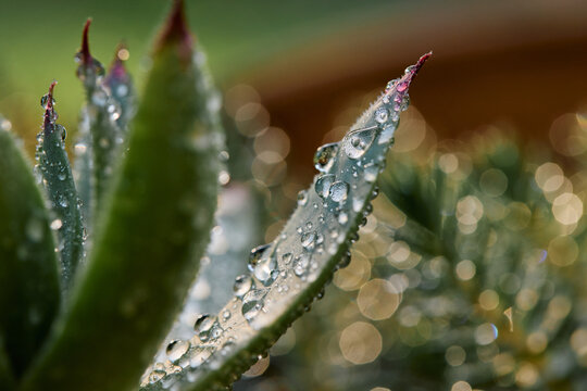 Morning Dew on Plants