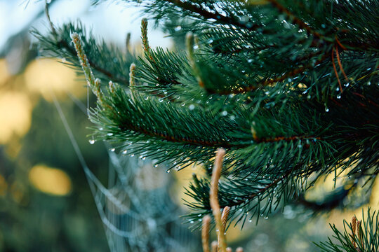 Droplets on Pine Branches in Morning Light