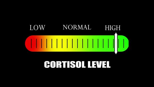 Cortisol Level Indicator Gauge Animation with Low, Normal and High Scale for Health and Wellness Content