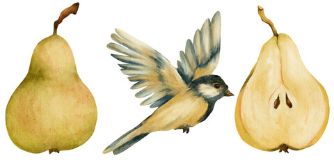 Fototapeta premium Watercolor pear and bird illustration set for packaging, food labels, recipe books, kitchen textiles, fabric prints, greeting cards, stationery and natural food branding
